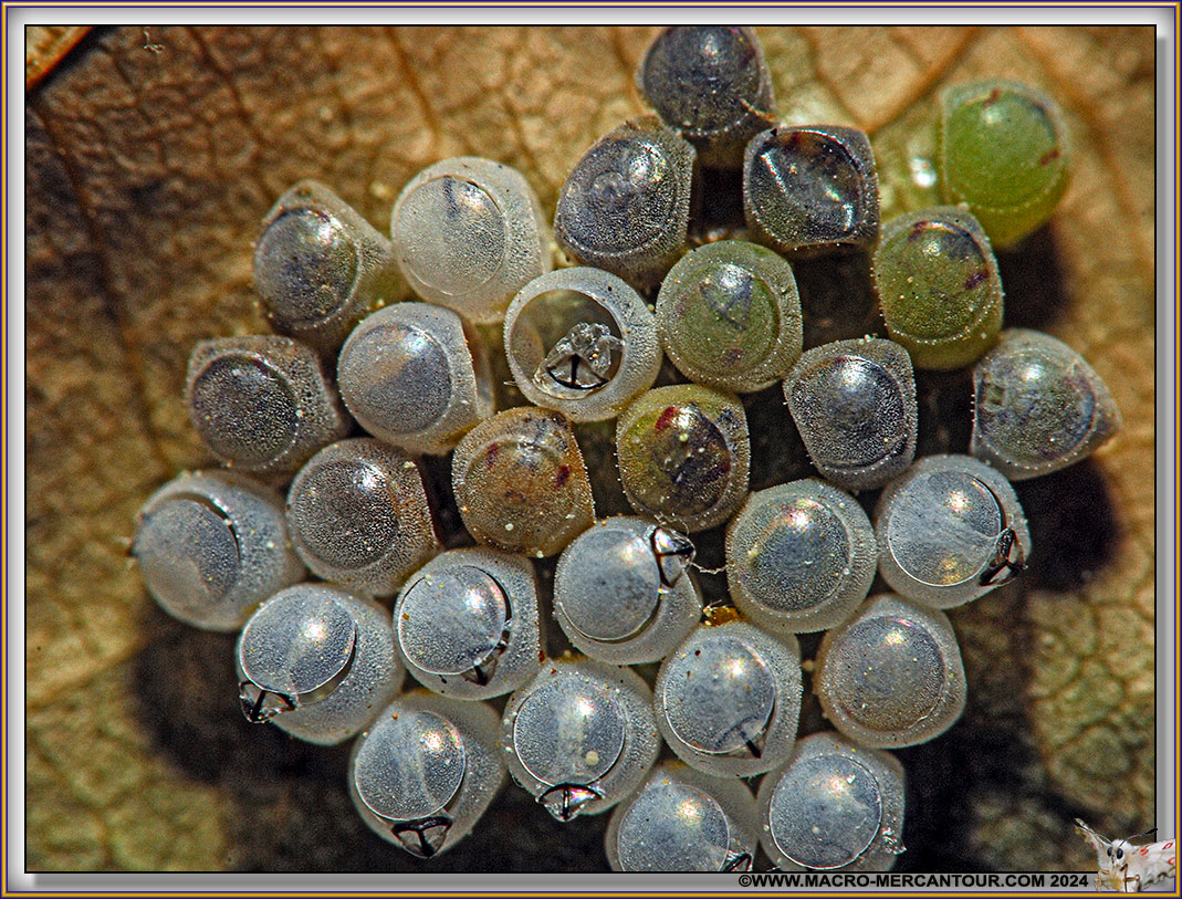 Oeufs d'Insectes
